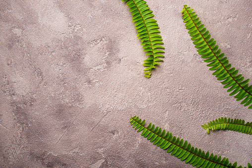 Background with green fern leaves. Close up