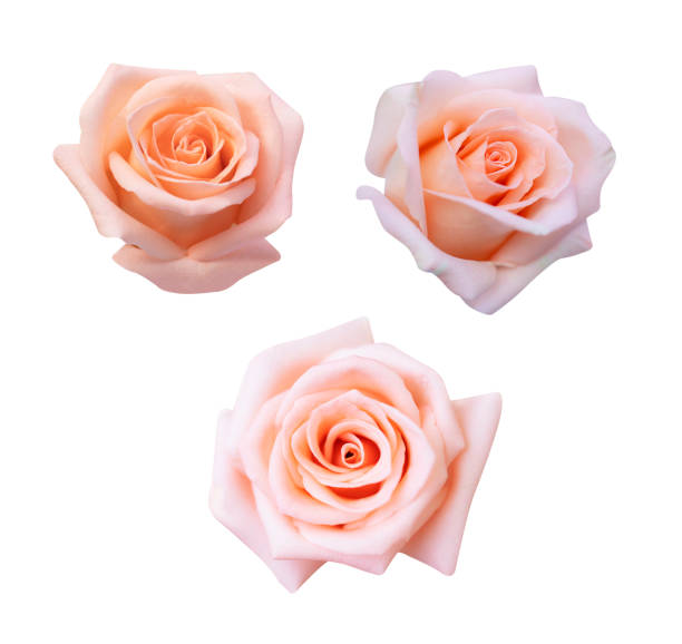 istock Collection of  pink rose isolated on white background, soft focus and clipping path 1152079008