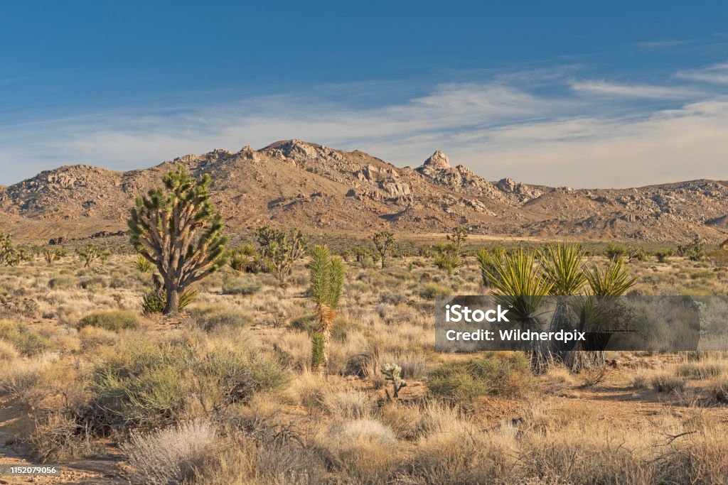 Alta Flora Del Desierto En La Primavera Temprana Foto de stock y más banco de imágenes de Aire libre - Aire libre, Aislado, Belleza - iStock Alta Flora Del Desierto En La Primavera Temprana Foto de stock y más banco de imágenes de Aire libre - Aire libre, Aislado, Belleza - iStock