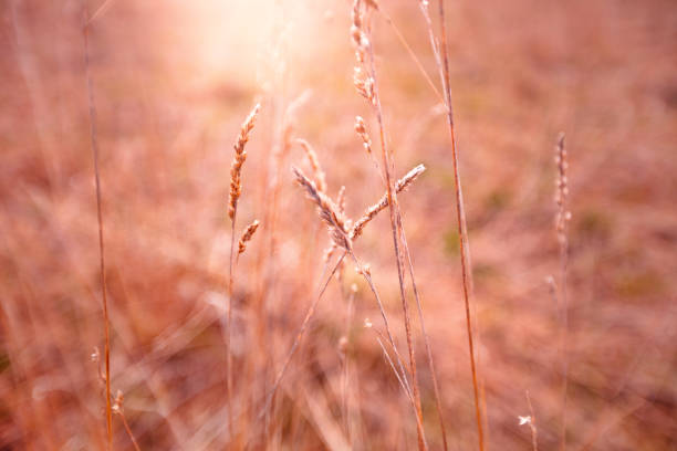 istock grass on a field in the sunlight 1152079097