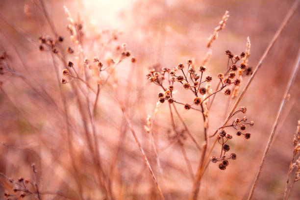 flowers on a field in the sunlight