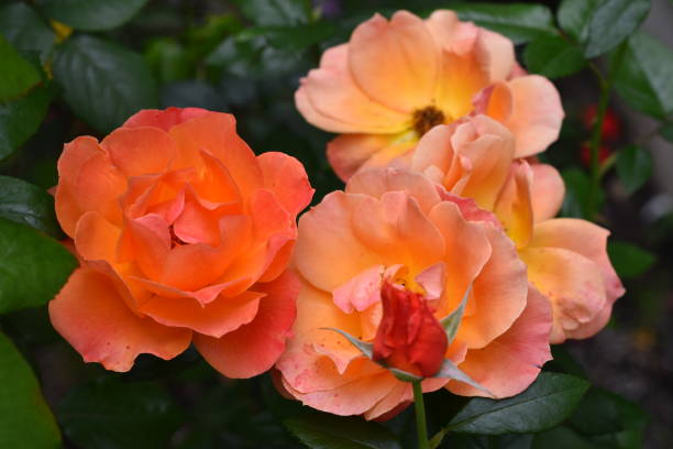 istock Pink and Soft Yellow Roses Grouping 1152079277