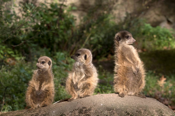 istock Group of Meerkat 1152079335