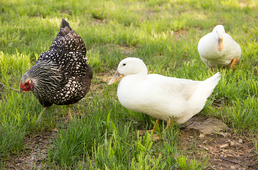 A free range silver laced wyandotte hen and two pekin ducks foraging for food in the grass.