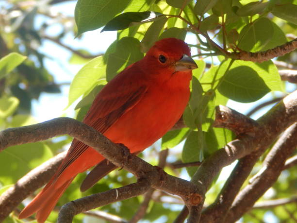 istock Red Bird Dry Tortugas 1152080525
