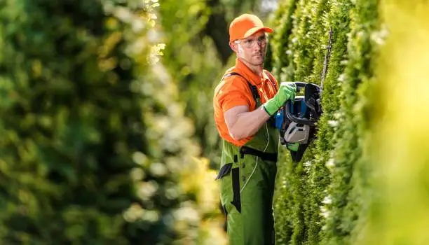 Hedge Trimming Job. Caucasian Gardener with Gasoline Hedge Trimmer Shaping Wall of Thujas in a Garden.
