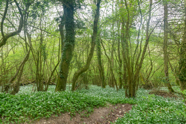 istock Wild Garlic Growing in Woodland 1152080643