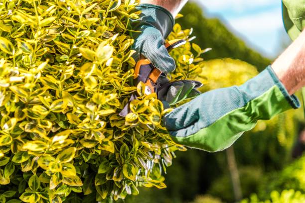 istock Men Trimming Garden Plants 1152082021