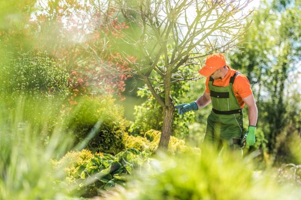 istock Checking Garden Trees Health 1152082267