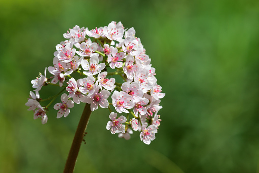 Close up of an Indian rhubarb plant  (darmera peltata) in bloom