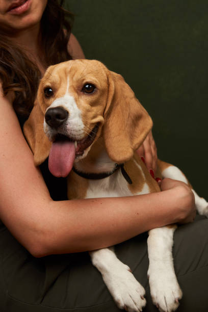istock Beautiful Beagle dog portrait on dark background with copy space, close-up 1152082937