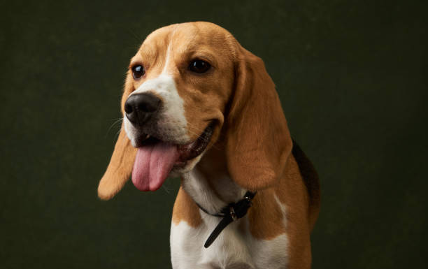 istock Cute Beagle dog portrait on dark background with copy space, close-up 1152082948