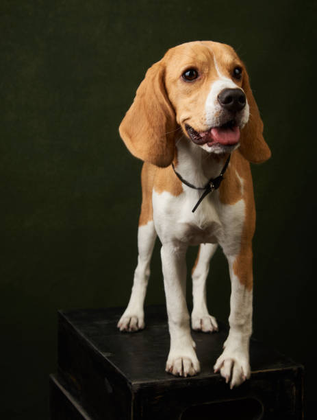 istock Cute Beagle dog portrait on dark background with copy space, close-up 1152082951