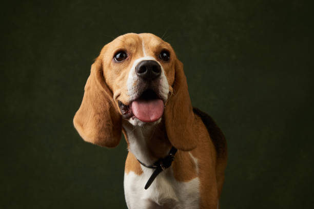 istock Cute Beagle dog portrait on dark background with copy space, close-up 1152082960