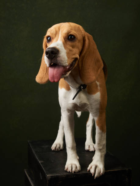 istock Cute Beagle dog portrait on dark background with copy space, close-up 1152082963
