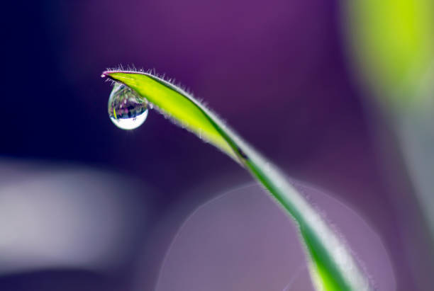Drop, Plant, Bubble, Liquid, Water