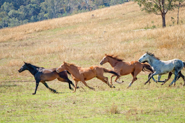 A herd of wild horses running free across the plains