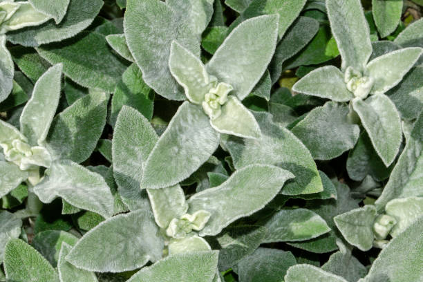 istock Flower background. Light green leaves. Soft, fluffy Stahis leaves 1152083311