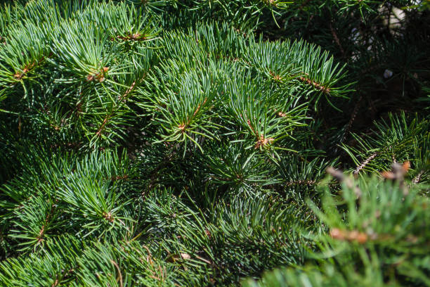 istock Background of Christmas tree branches 1152084124