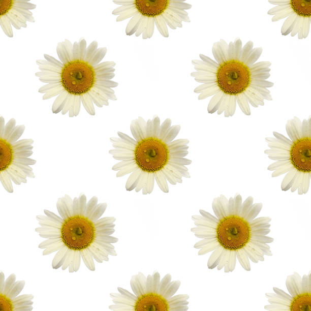 repeating pattern of chamomile flower covered with raindrops on white background.