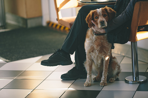 Waiting Room, Veterinarian, Pets, Dog