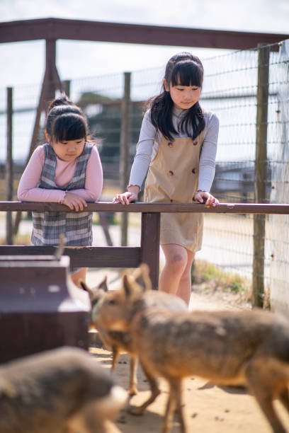 istock Little sisters looking at animals 1152088928