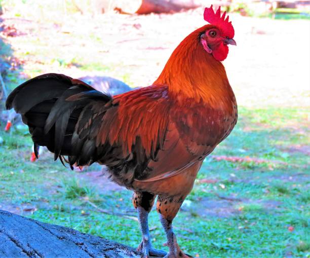 istock Farm cock or Rooster. 1152089967