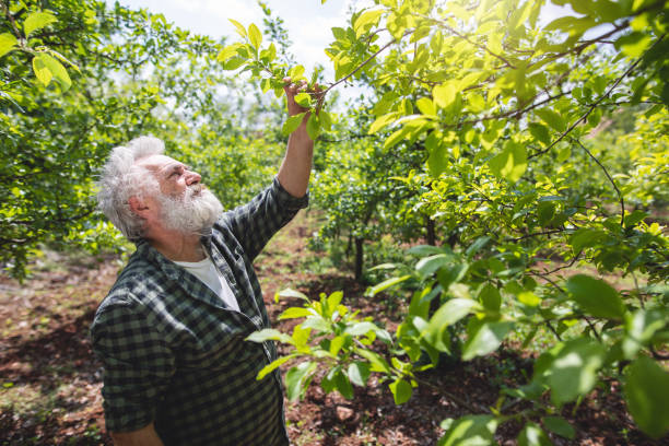 istock Senior farmer examining orchard trees 1152090001
