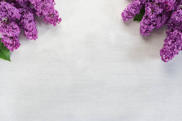 istock Border from lilac flowers on stone background. Top view. Copy space for text. 1152092364