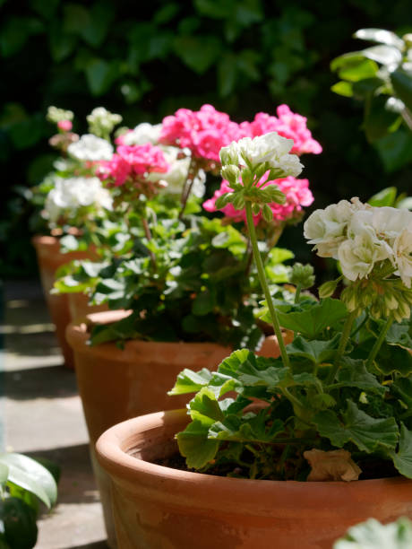 istock Colorful flowers in pots in a row. 1152092386