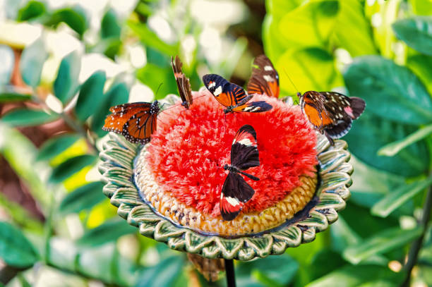 Butterflies or cute insects with brightly colored wings feeding nectar from large blossoming flower with green leaves on sunny summer day on natural background. Beauty of nature. Wildlife