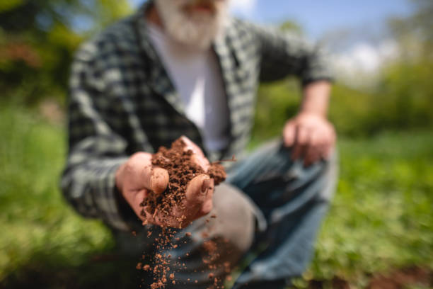 istock Senior farmer holding dirt in his hand 1152094438