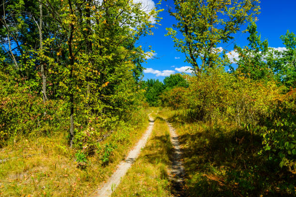 istock Dirt road in a forest on summer 1152095919