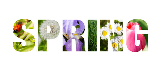 Word SPRING with nature images inside the letters, isolated on white background, concept of springtime