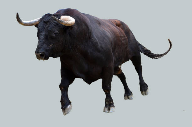 Strong bull strong bull bull aberdeen angus cattle black cattle stock pictures, royalty-free photos & images