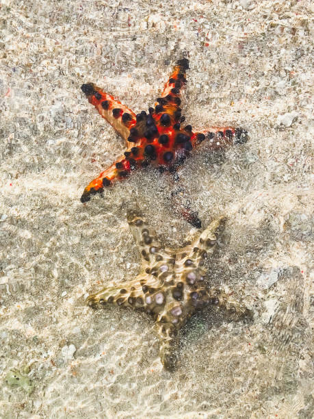 istock Two starfish red and yellow in clean water with sand background 1152097717