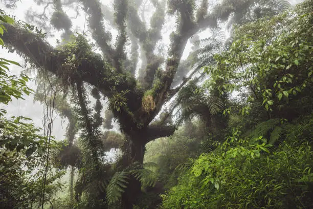 Mystical forest. Huge old tree covered with fern and plant parasite in indonesian rainforest