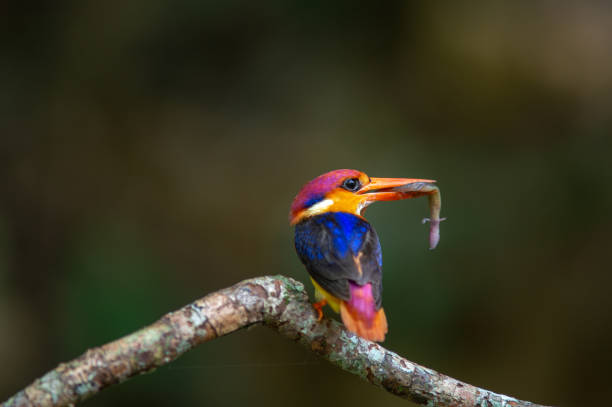 istock Black-backed Kingfisher, Oriental Dwarf Kingfisher 1152098624