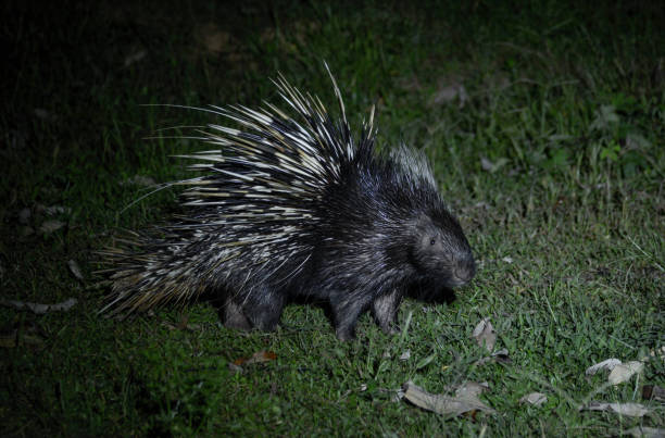 istock Malayan porcupine, Himalayan porcupine 1152098665