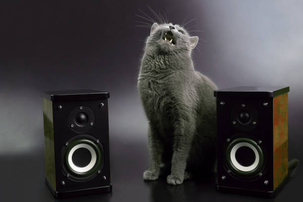 istock gray cat with open mouth singing with two stereo audio speakers 1152098743