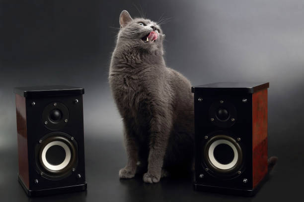 istock gray cat with open mouth singing with two stereo audio speakers 1152098767