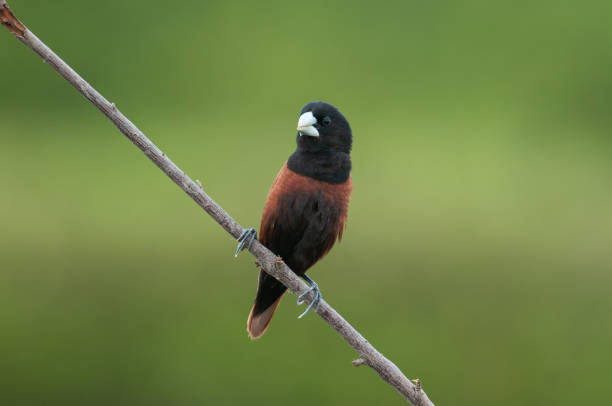 Chestnut Munia; Lonchura atricapilla, Beautiful bird in Thailand.