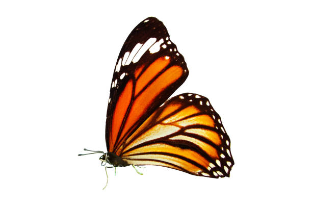 istock beautiful monarch butterfly with wings and paws. isolated on white background 1152100452