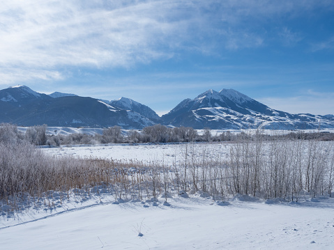 Rural winter scene in Paradise Valley, Montana with dried grasses in the foreground and snowy mountains in the background.