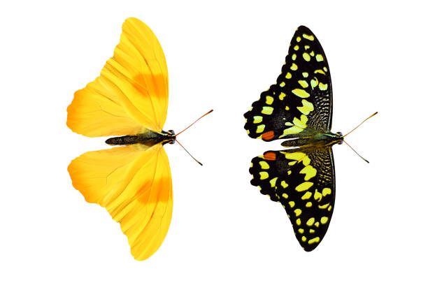 yellow butterfly isolated on white background. tropical insects.
