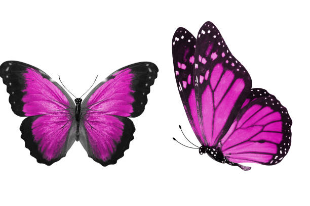 istock beautiful two pink butterflies isolated on white background 1152101534