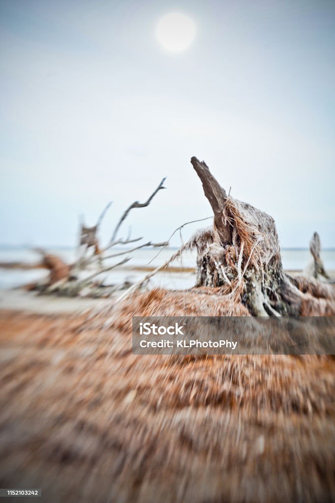 Drought, Driftwood, and sea grass A drought shows tidal items usually submerged, and use of a lens baby gives a special effect Accidents and Disasters Stock Photo