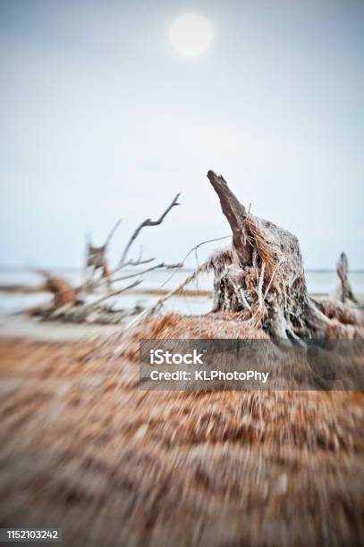Drought Driftwood And Sea Grass Stock Photo - Download Image Now - Accidents and Disasters, Atlantic Ocean, Barnacle