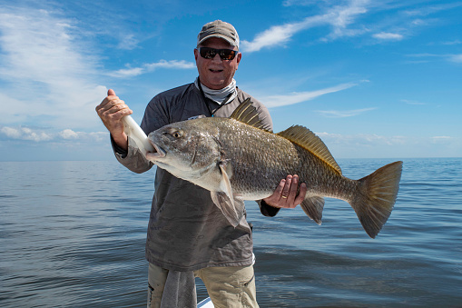 Fisherman with a large black drum on the Gulf of Mexico.