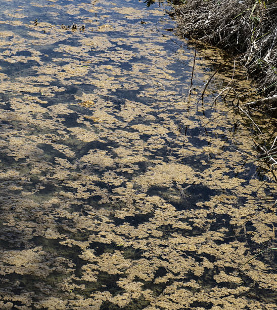istock dirty mossy water, swamp and mossy water, 1152104216